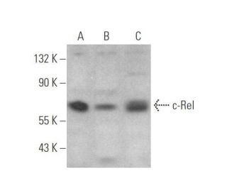 western blotting image from recommended c-Rel (B-6) monoclonal antibody replacement. Image 352427