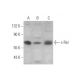 western blotting image from recommended c-Rel (B-6) monoclonal antibody replacement. Image 352427