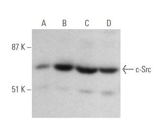 Src Antibody (17AT28) - Western Blotting - Image 374612 