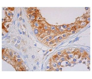 Src Antibody (4F1E8) - Immunohistochemistry - Image 351935 