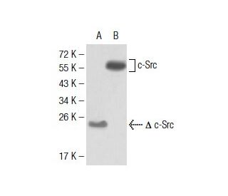 Src Antibody (5D10C4) - Western Blotting - Image 137478