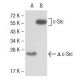 Src Antibody (5D10C4) - Western Blotting - Image 137478