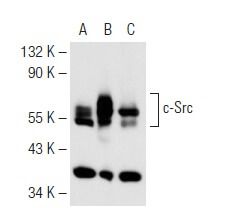 SRC Antibody (B-12) sc-8056