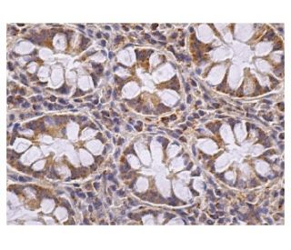 Src Antibody (H-12) - Immunohistochemistry - Image 156605 