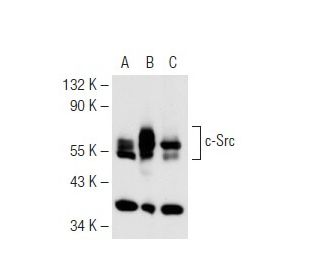 western blotting image from recommended Src (B-12) monoclonal antibody replacement. Image 62402