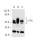 western blotting image from recommended Src (B-12) monoclonal antibody replacement. Image 62402