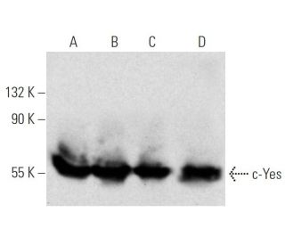 Yes Antibody (2F3E6) - Western Blotting - Image 370520 