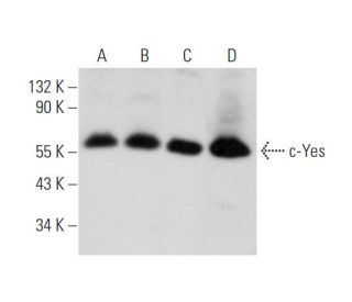 Yes Antibody (B-11) - Western Blotting - Image 345951 