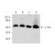 Yes Antibody (B-11) - Western Blotting - Image 345951 