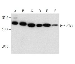 Yes Antibody (C-10) - Western Blotting - Image 358454 