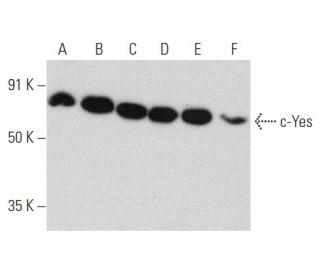 Yes Antibody (C-4) - Western Blotting - Image 358459 