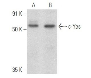 Yes Antibody (F-7) - Western Blotting - Image 358466 