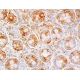 C11orf24 Antibody (E-11) - Immunohistochemistry - Image 411682 