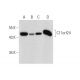 C11orf24 Antibody (E-11) - Western Blotting - Image 320415