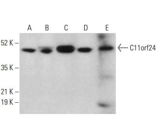 C11orf24 Antibody (E-11) - Western Blotting - Image 378130 