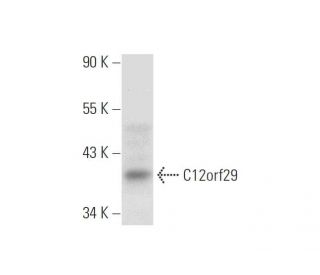 C12orf29 Antibody (A-7) - Western Blotting - Image 305637 