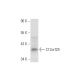 C12orf29 Antibody (A-7) - Western Blotting - Image 305637 