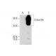 C12orf29 Antibody (B-1) - Western Blotting - Image 290820