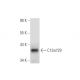 C12orf29 Antibody (B-1) - Western Blotting - Image 305636 