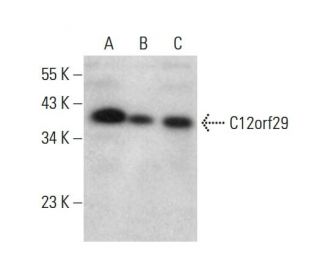 C12orf29 Antibody (B-1) - Western Blotting - Image 380395 