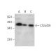 C12orf29 Antibody (B-1) - Western Blotting - Image 380395 