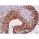 C12orf50 Antibody (E-1) - Immunohistochemistry - Image 293524