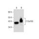 C12orf50 Antibody (E-1) - Western Blotting - Image 282608 