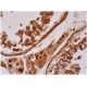 C13orf42 Antibody (B-4) - Immunohistochemistry - Image 286279 