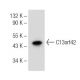 C13orf42 Antibody (B-4) - Western Blotting - Image 153959 