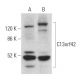 C13orf42 Antibody (B-4) - Western Blotting - Image 369033