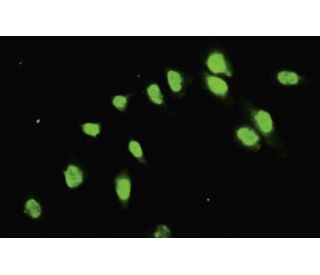 C17orf75 Antibody (H-17) - Immunofluorescence - Image 35473 