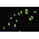 C17orf75 Antibody (H-17) - Immunofluorescence - Image 35473 