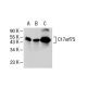 C17orf75 Antibody (H-17) - Western Blotting - Image 34983 