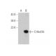 C19orf25 Antibody (B-7) - Western Blotting - Image 346546 