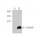 C19orf25 Antibody (B-7) - Western Blotting - Image 346547