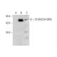 C19orf47 Antibody (H-5) - Western Blotting - Image 299215