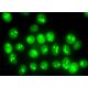 C19orf53 Antibody (H-1) - Immunofluorescence - Image 377326 