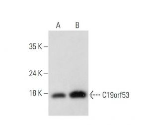 C19orf53 Antibody (H-1) - Western Blotting - Image 344162 