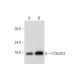 C19orf53 Antibody (H-1) - Western Blotting - Image 344162 