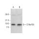 C19orf53 Antibody (H-1) - Western Blotting - Image 385207