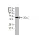 C1GALT1 Antibody (F-31) - Western Blotting - Image 34119