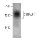 C1GALT1 Antibody (F-31) - Western Blotting - Image 368234 