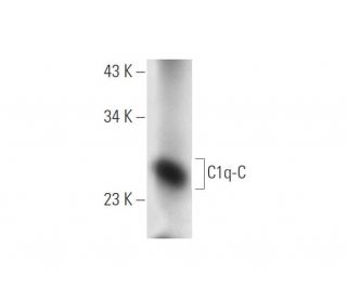 C1q-C Antibody (A-12) - Western Blotting - Image 305681SAM Transcription Activation: SAM system utilizing dCas9-VP64, MS2-P65-HSF1, and sgRNA for precise gene transcription activation. 