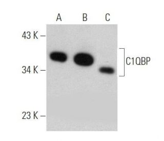 C1QBP Antibody (74.5.2) - Western Blotting - Image 356343 