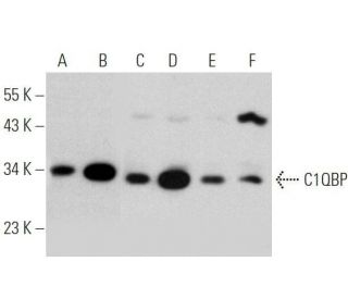 C1QBP Antibody (B-6) - Western Blotting - Image 356345 