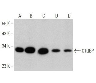 western blotting image from recommended C1QBP (H-9) monoclonal antibody replacement. Image 356344