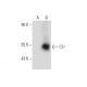 C1r Antibody (F-1) - Western Blotting - Image 135209