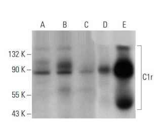 C1r Antibody (F-7) - Western Blotting - Image 314562 