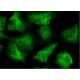 C1s Antibody (D-6) - Immunofluorescence - Image 145187 