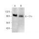 C1s Antibody (D-6) - Western Blotting - Image 377011
